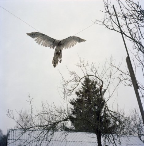 Falcon killed by Hanna Zavorotina (78 years) and hung up as trophy, after trying to hunt her chickens. Kapavati village. Chernobyl, Ukraine. December 2010.