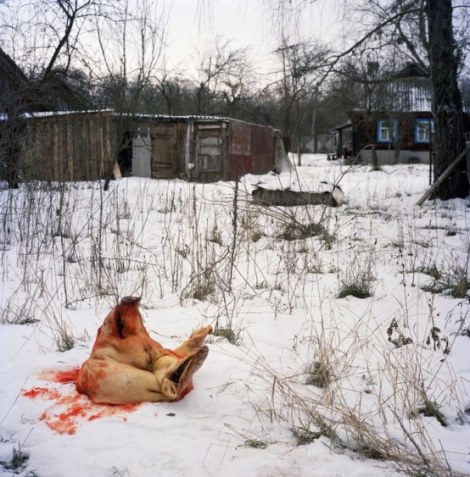 Pig butchered for the New Year holidays in Kapavati village. Chernobyl, Ukraine. December 2010.